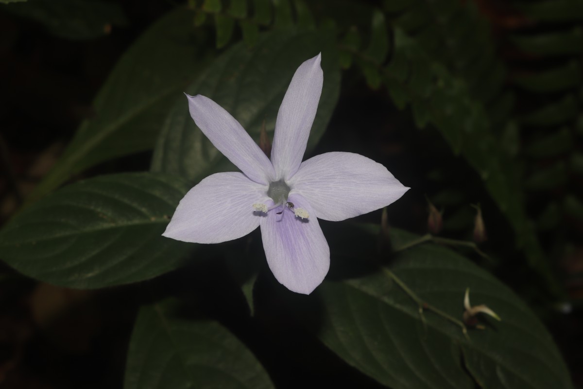 Barleria vestita T.Anderson